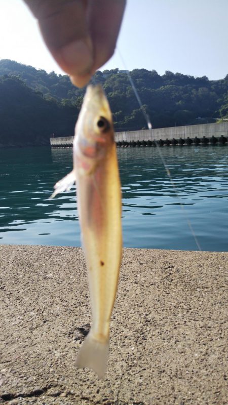 タチウオ&キスリベンジ