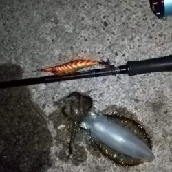 ナイトエギング