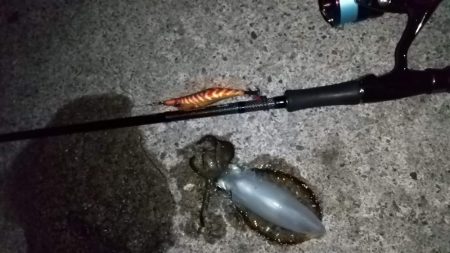 ナイトエギング