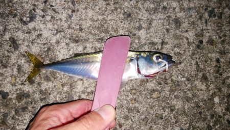 今年もタチウオ遅いな～