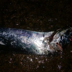 やっとタチウオ釣れた