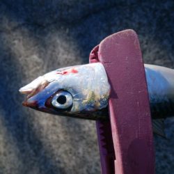 タチウオ調査は続く