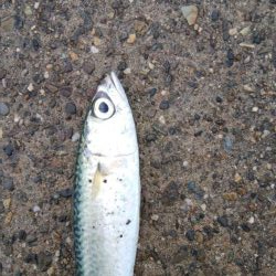 どこもかしこもサバしかおらん