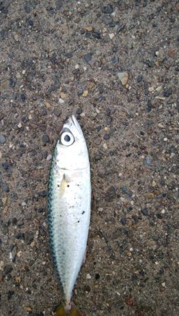 どこもかしこもサバしかおらん