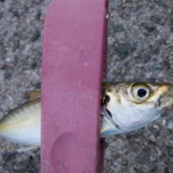 タチウオ調査で真鯛