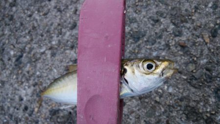 タチウオ調査で真鯛