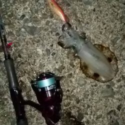 マズメ～ナイトエギングで胴長15cm