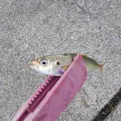 タチウオ調査でイサキ