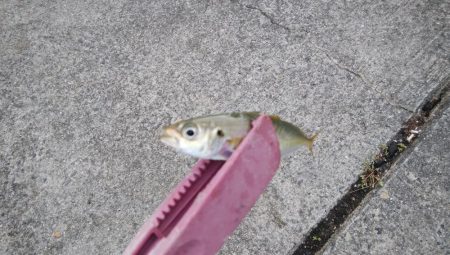 タチウオ調査でイサキ