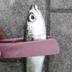 久々のショアジギング