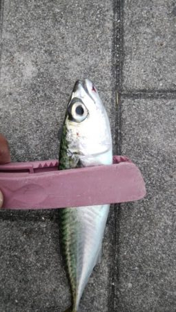 久々のショアジギング