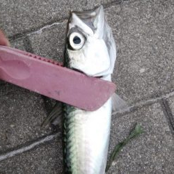 南港ショアジギング二日目