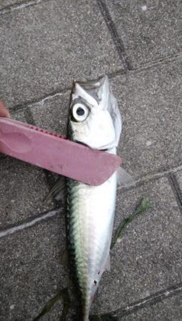 南港ショアジギング二日目