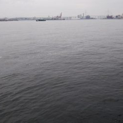 南港タチウオ調査