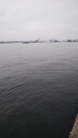 南港タチウオ調査