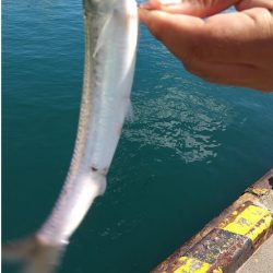 アジングタックルでライトゲーム