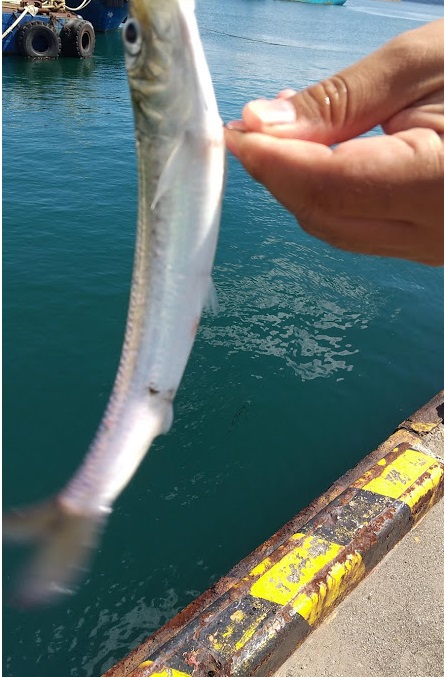 アジングタックルでライトゲーム