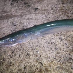 アオリイカ調査