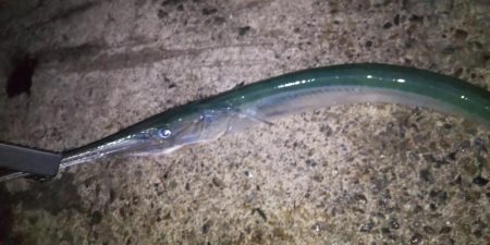 アオリイカ調査