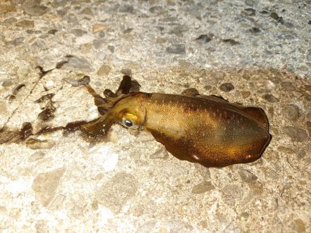 いなくはないけど数は少ない