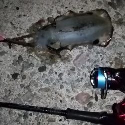 ナイトエギング