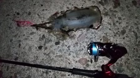 ナイトエギング