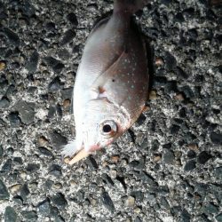 久しぶりの釣り