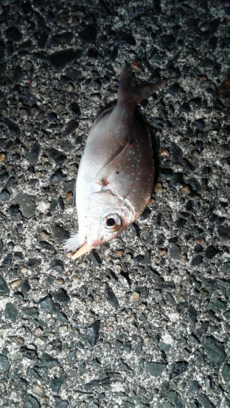 久しぶりの釣り