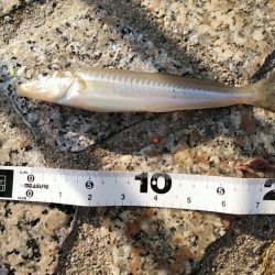 水濁りが消えたから……