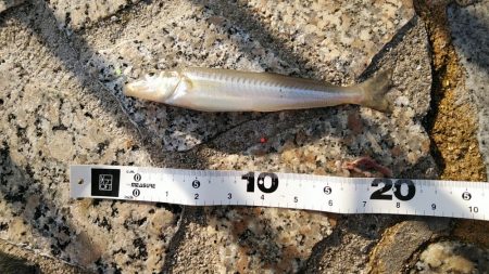 水濁りが消えたから……