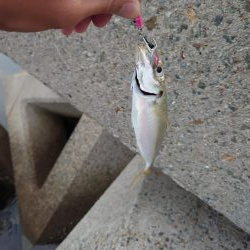 今シーズン初タチウオ