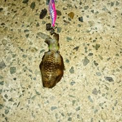 早く成長して！