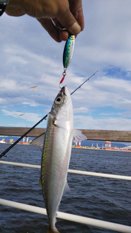 ぶら朝コスモ!!