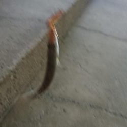 カマス入れ食いだったのに