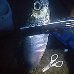 良型アジ⇒ウキタチ