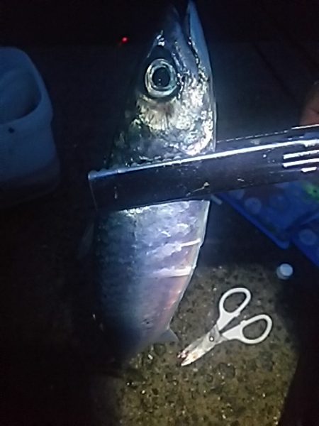 良型アジ⇒ウキタチ