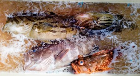 康仁丸・泳がせ釣り、釣り果