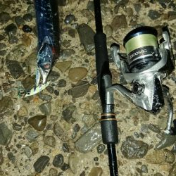 タチウオ！絶好調です！