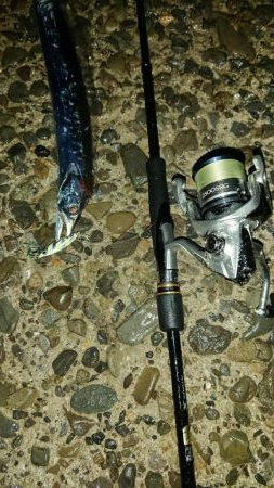 タチウオ！絶好調です！