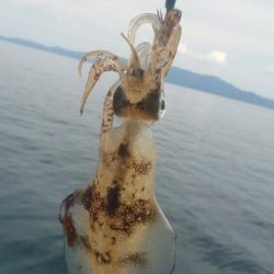 今季初エギング！