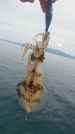 今季初エギング！