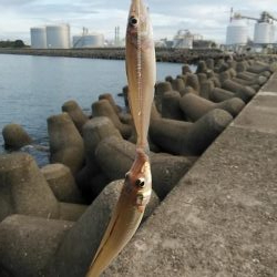 高砂港でリベンジキス