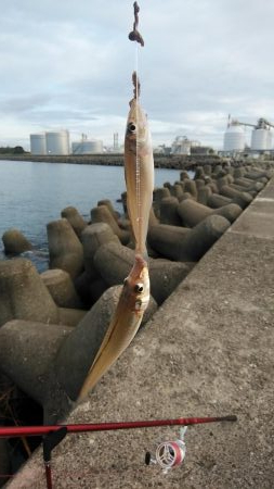 高砂港でリベンジキス
