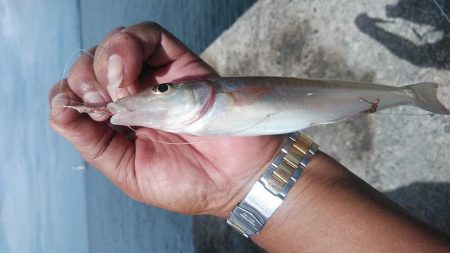 播磨新島のキスが釣れ始めました