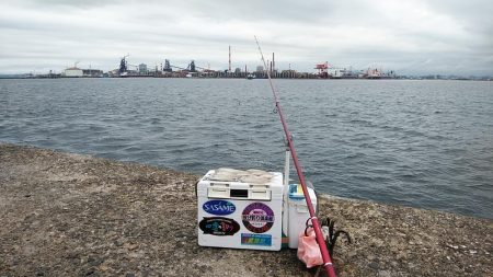 雨の播磨新島へキス調査　