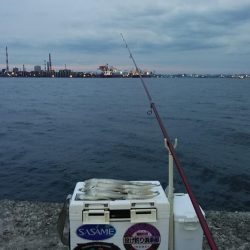 時合いバッチリの播磨新島釣行