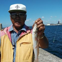 播磨新島でシーズン最大のキスが釣れました