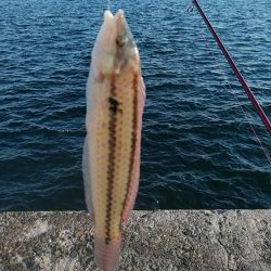 今日も播磨新島の様子を見て来ました