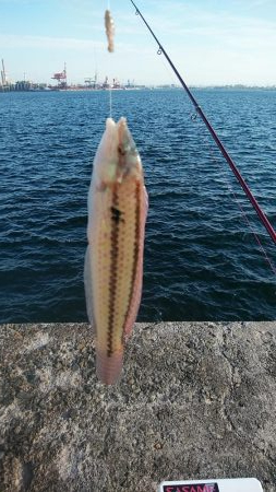 今日も播磨新島の様子を見て来ました