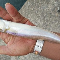 播磨新島８連投